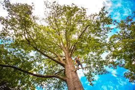 How Our Tree Care Process Works  in  Arlington, VA