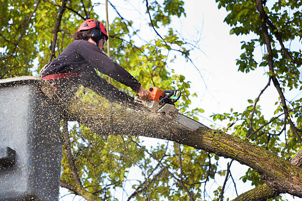 Best Leaf Removal  in Arlington, VA